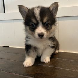 Pembroke Welsh Corgi Puppies from Columbine Corgis