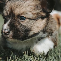 American Corgi and Pembroke Welsh Corgi Puppies from Witch Creek Corgis