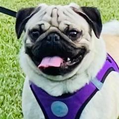 Pugs from The Pug Patch