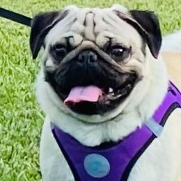 Pugs from The Pug Patch