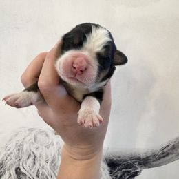 Lightening - Black rust and white male Bernese Mountain Dog puppy in Enterprise, Utah from High Desert Bernese