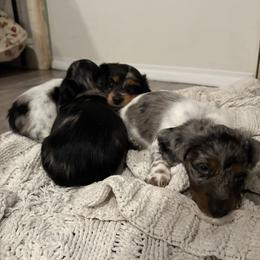 Dachshund Puppies from Mini Dachshunds