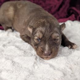River - Red and white male Siberian Husky puppy in Coshocton, Ohio from Wyant Farms