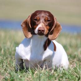Cookie - Dachshund