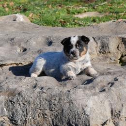 Candy - Blue mottled female Australian Cattle Dog puppy in Buffalo Valley, Tennessee from Buffalo Valley Breeders