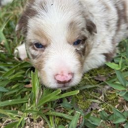 Salute - Red merle male Border Collie puppy in Cedartown, Georgia from Ferguson Border Collies
