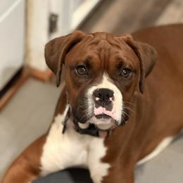 Boxer and Pomeranian All Grown Up from Spivey the grand boxers and poms