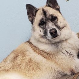 Akita from Jesuel's Akitas