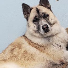Akita from Jesuel's Akitas