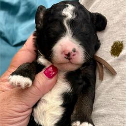 Brown boy - Tri-color male Bernedoodle puppy in Lake, Michigan from 3 King Doodles & Poodles