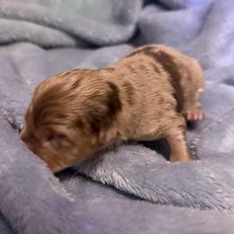 Boy 1 - Red merle male Australian Shepherd puppy in East Hartford, Connecticut from CT Aussies