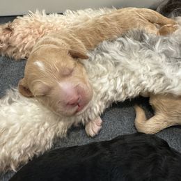 Goldendoodle Puppies from Bayshore Doodles
