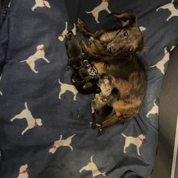 Miley - Dachshund
