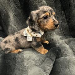 Dachshund Puppies from Clayton Kennels