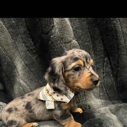 Dachshund Puppies from Clayton Kennels