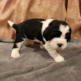 Schroder - English Springer Spaniel puppy from Emotional Support Spaniels