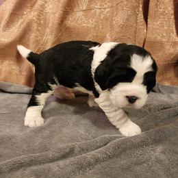 Schroder - English Springer Spaniel puppy from Emotional Support Spaniels