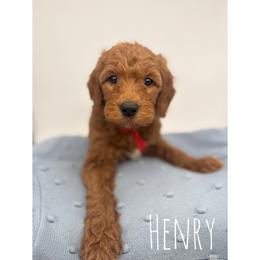 Henry - Red  male Goldendoodle puppy in Smithfield, Kentucky from KBK9 Kennels