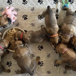 Boerboels from Indian Ridge Boerboels