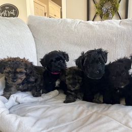 Yorkipoo Puppies from Bossman Yorkipoos