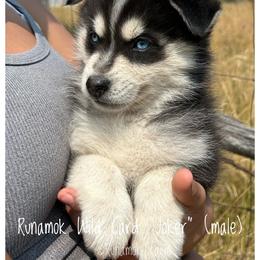 Runamok Wild Card - Joker - Black and white male Pomsky puppy in St. Maries, Idaho from Runamok Farm
