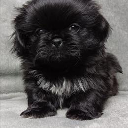 BB1 Black Baby Boy - Black male Pekingese puppy in Batesburg Leesville, South Carolina from My Unique Peke
