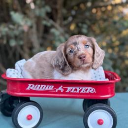 Lucky Day (Three Amigos) - Dapple male Dachshund puppy in Knoxville, Tennessee from Over The Moon Minis