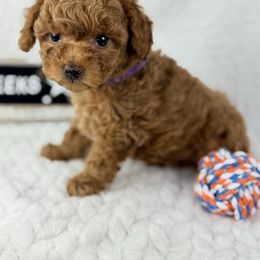 Mulan - Red  female Poodle puppy in Florida from Adorable Toy-Miniature Poodles