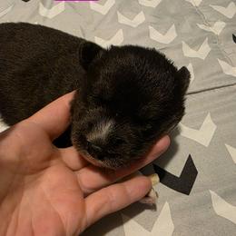 Demi - Agouti and white female Siberian Husky puppy in Meridian, Mississippi from JJ's Huskies