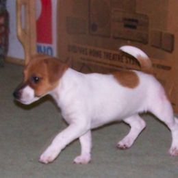 Russell Terrier Puppies from Vista Real Russells
