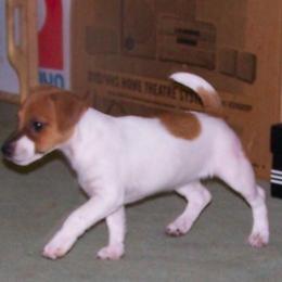 Russell Terrier Puppies from Vista Real Russells
