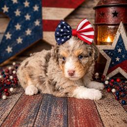 Girl 3, Peanut - Chocolate merle female Bernedoodle puppy in Delphos, Ohio from Route 66 Poodles & Doodles, Sapphire Shih-tzu's of Ohio