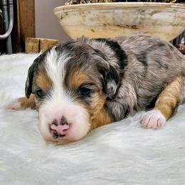 Aspen - Chocolate merle female Bernedoodle puppy in Forest, Ohio from Mini Doodle Buddies