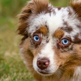 Miniature American Shepherds, Miniature Australian Shepherds, and Toy Australian Shepherds from Pawesome Lil Aussies