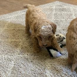Clover - Apricot female Goldendoodle puppy in Haddam, Kansas from Golden B Acres
