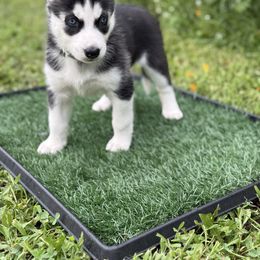 Tiki - Black and white female Siberian Husky puppy in Gardner, Kansas from Husky Love and Pups