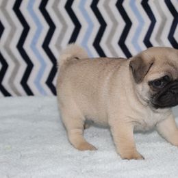 Brady - Fawn male Pug puppy in Tuscola, Illinois from Dream on puppies