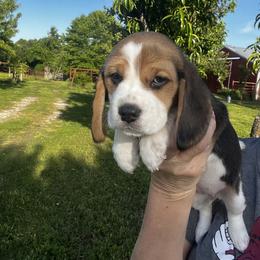 Beagle Puppies from Leslie Beagles of Leslie Farm
