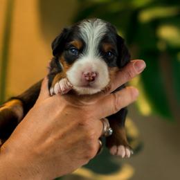 Tommy - male Australian Mountain Doodle puppy in Cortez, Colorado from Sassy Pants Pups