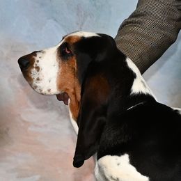 Mozart - Basset Hound