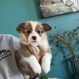 Boy 1 - Red male Pembroke Welsh Corgi puppy in Chino Valley, Arizona from Blecker Kennel