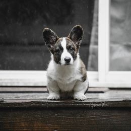 Cardigan Welsh Corgi Puppies from Grandiose Cardigan Welsh Corgis