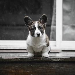 Cardigan Welsh Corgi Puppies from Grandiose Cardigan Welsh Corgis