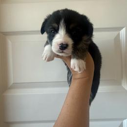 Cruz- standard coat male - Black and tan male Pembroke Welsh Corgi puppy in Red Bluff, California from Wilder Ranch Corgis