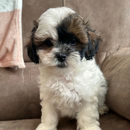 Green Male - Black and white male Shihpoo puppy in Asheboro, North Carolina from Southern Bred Pups