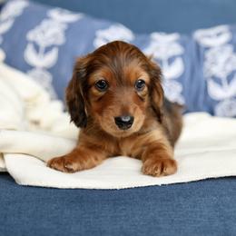 Samson - Red male Dachshund puppy in El Dorado Hills, California from Golden Hill Dachshunds