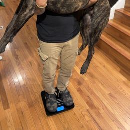 Cane Corso All Grown Up from Mass Cane Corso