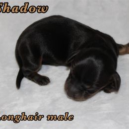 Shadow - Black and tan male Dachshund puppy in Paris, Texas from Kuttin’ Up Mini Aussies
