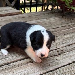Boy 1 - Black and white male Border Collie puppy in Michie, Tennessee from Rivendell Border Collies