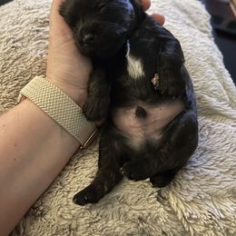 Yorkipoo Puppies from Bayless Yorkiepoos